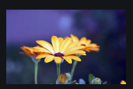 Test Fabric Cotton 1000